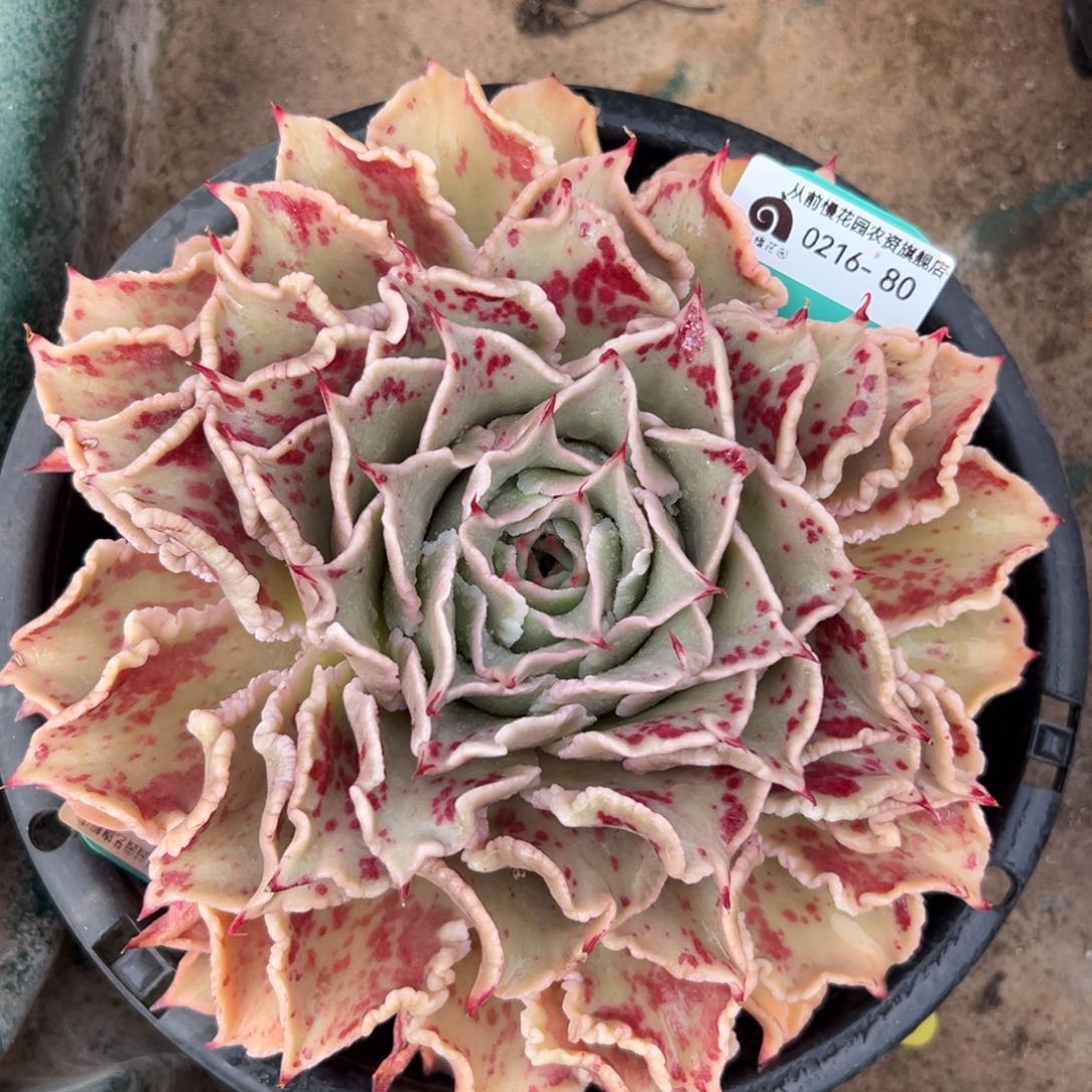 多肉一物一拍0216-80