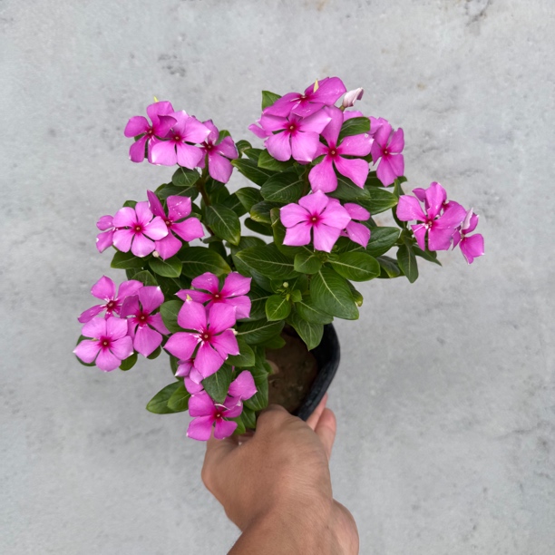 【一加仑】木本天天开长春花四季梅盆栽花卉阳台庭院观赏花耐热耐晒