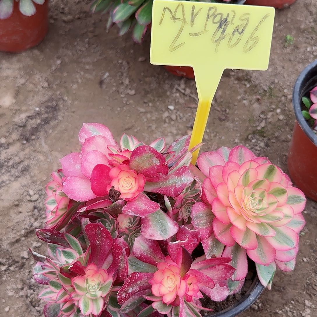 2-406---多头多肉植物