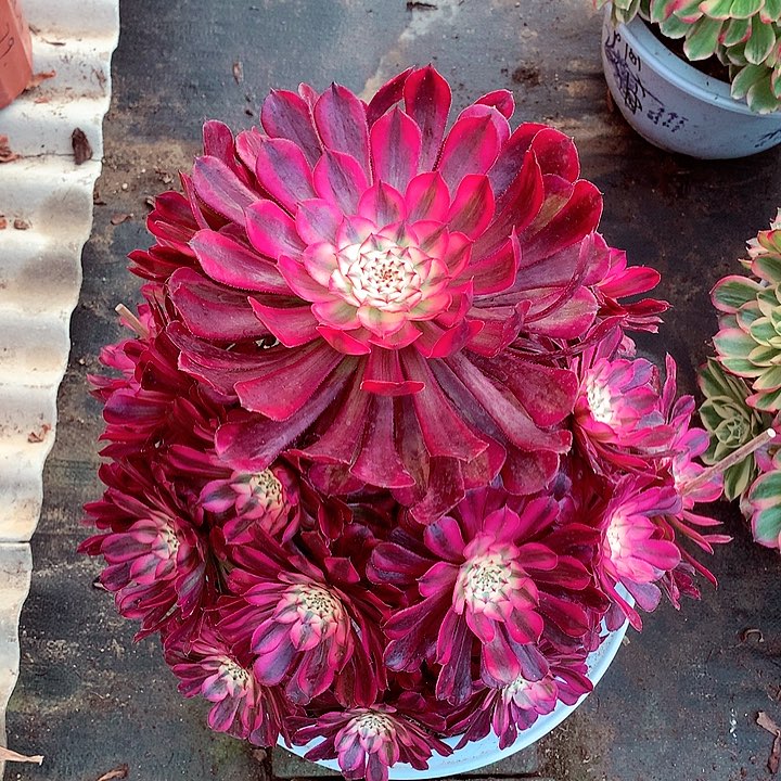 红超白，多肉植物