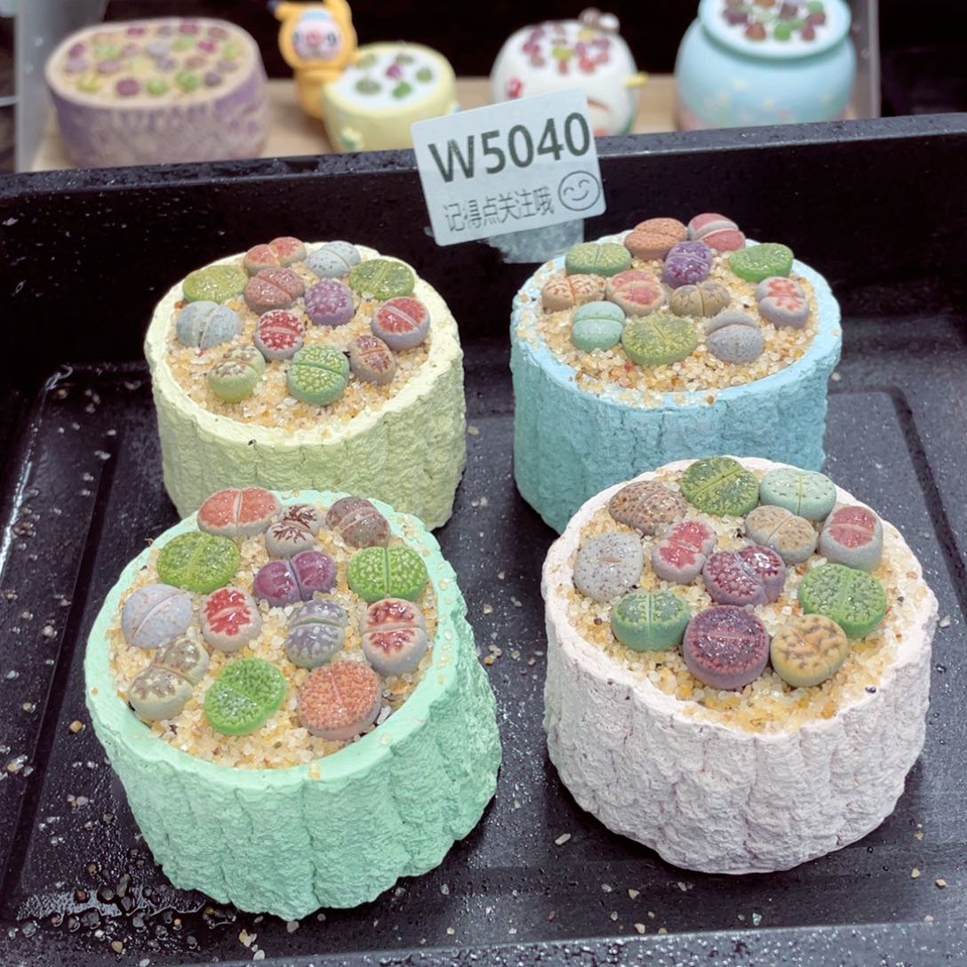 w5040 带盆土发货一物一拍