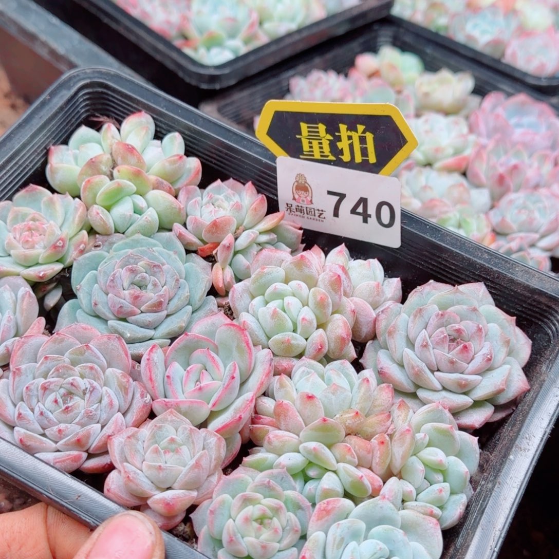 多肉植物多肉植物