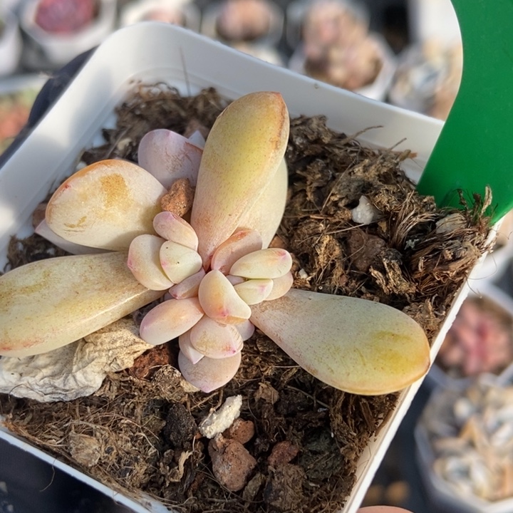 1657奶茶4头多肉植物保护