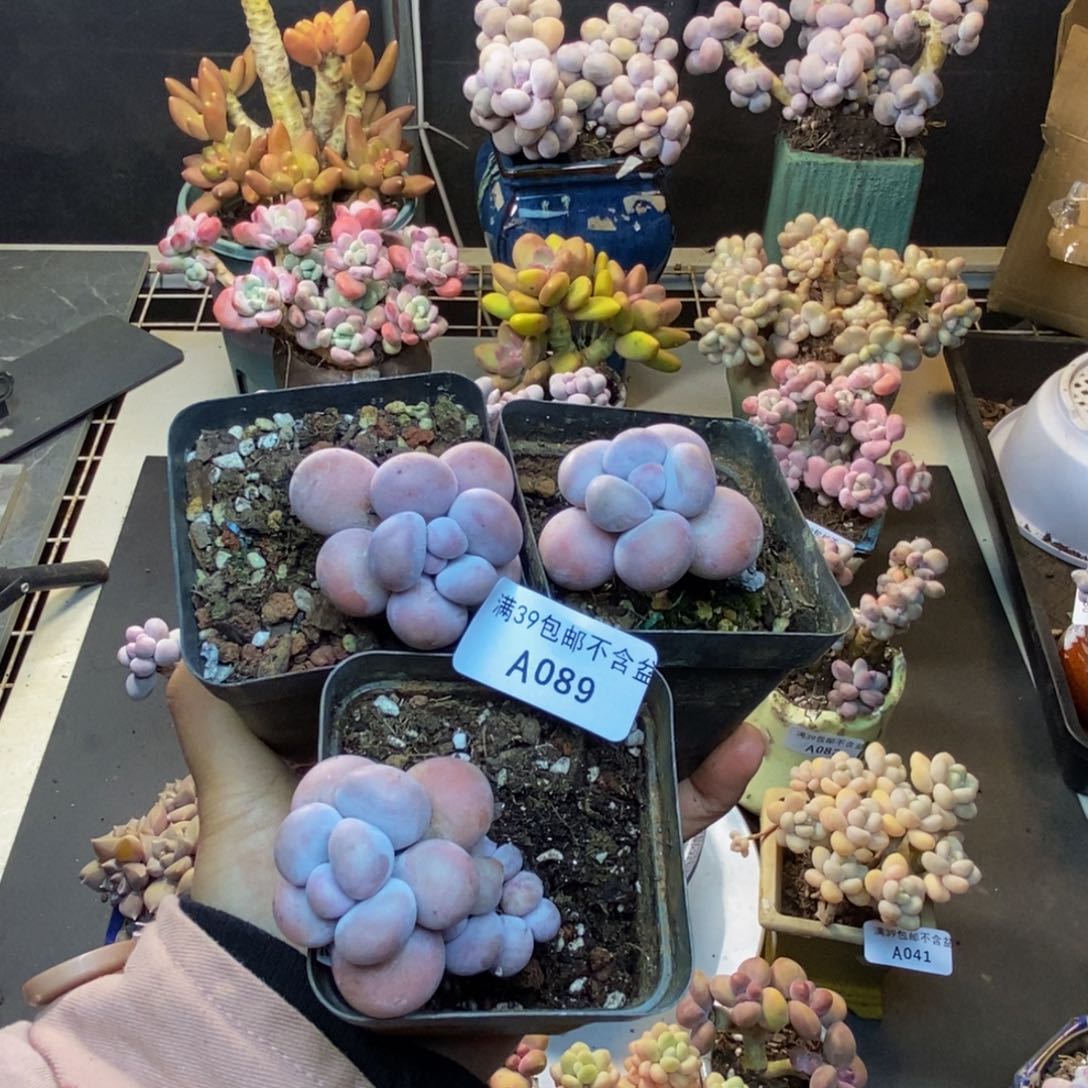 089芭比奶多肉三颗福利