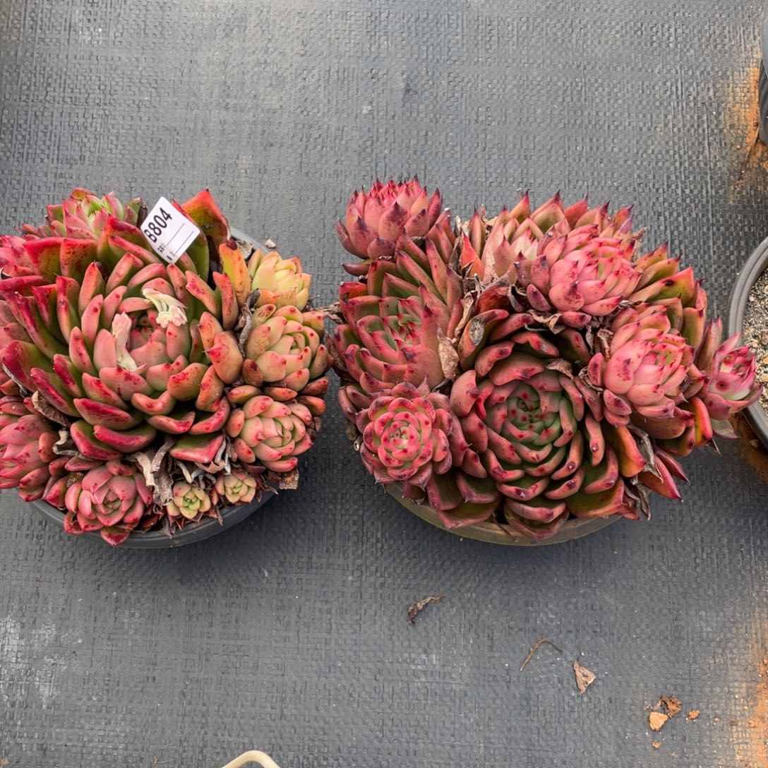 杰***洁无花朵若如东云组拍B804