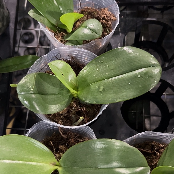 无花朵香奈儿2.8瑕疵有叶损