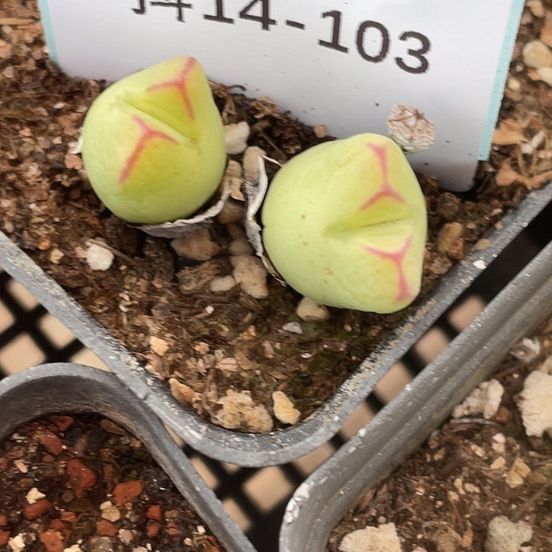 14-103将多肉植物肉锥