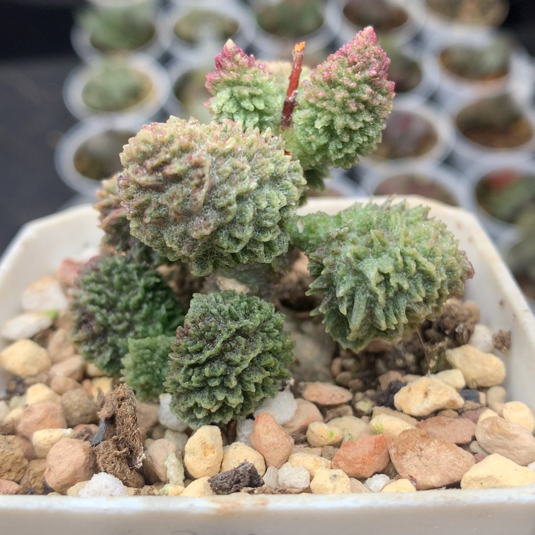 绣球水泡一物一拍