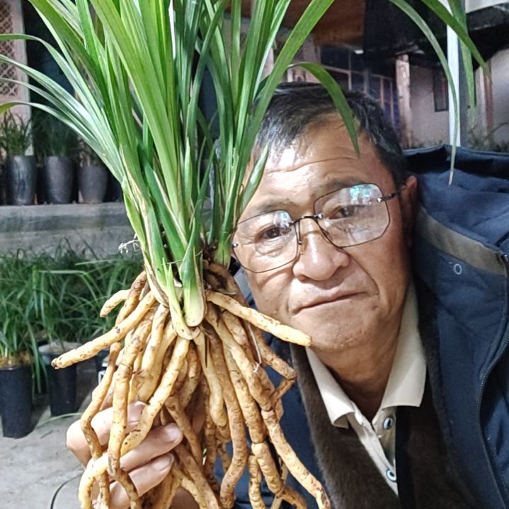 完全开放莲瓣兰石鼓大雪素