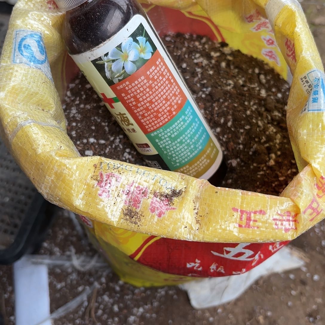 植物夜侧牙20包邮仙人球