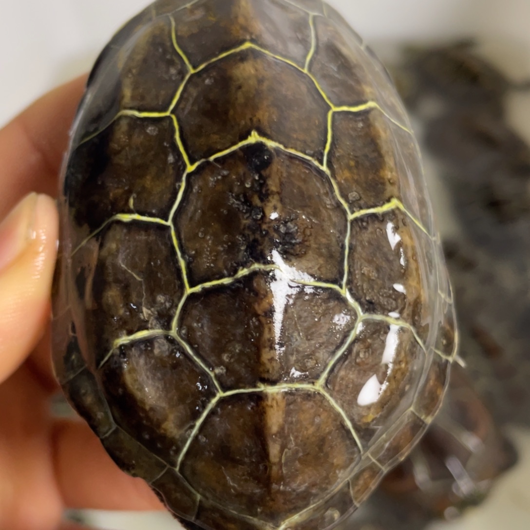 苏北金线冷水草龟