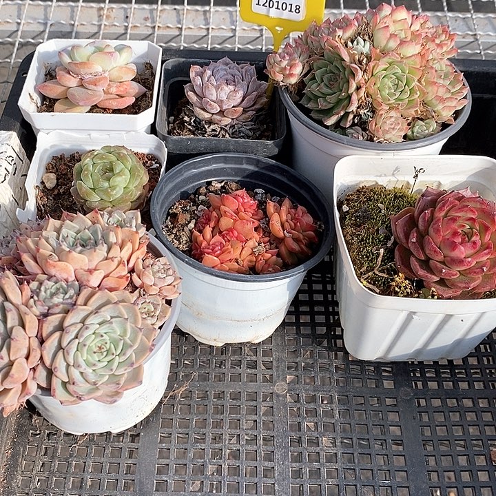 1201018 筐拍不售后