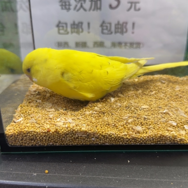 虎皮鹦鹉大头虎皮鹦鹉