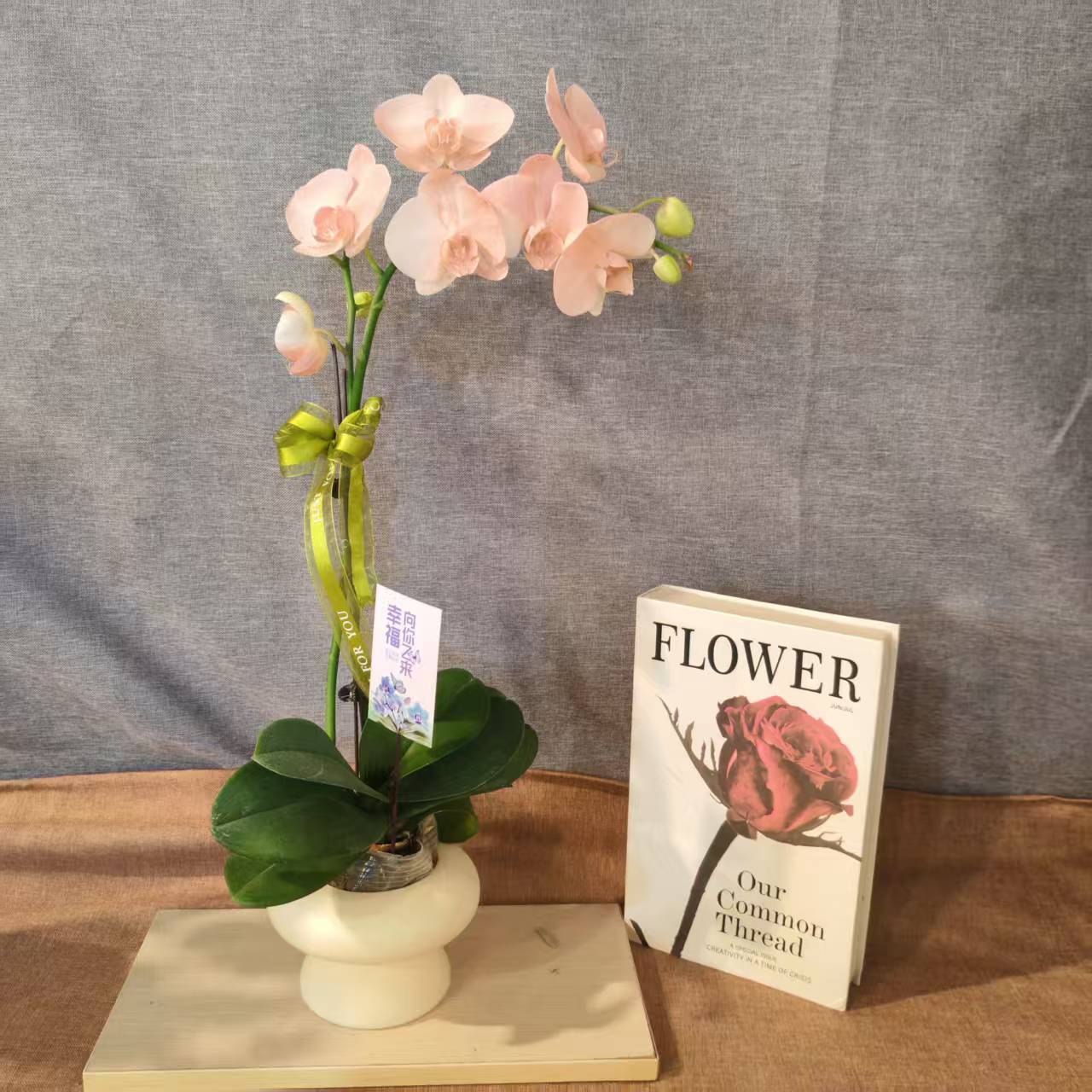 鲜花【火烈鸟】蝴蝶兰室内种植观赏送礼带花发货基地直发—喷染