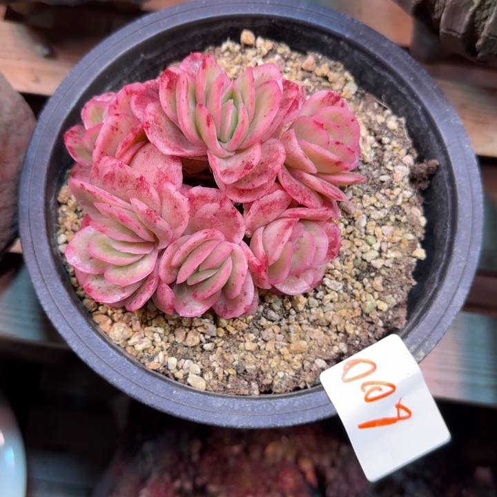 008西瓜冰多肉植物