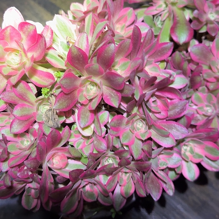 精品红女巫朵朵亏本福利