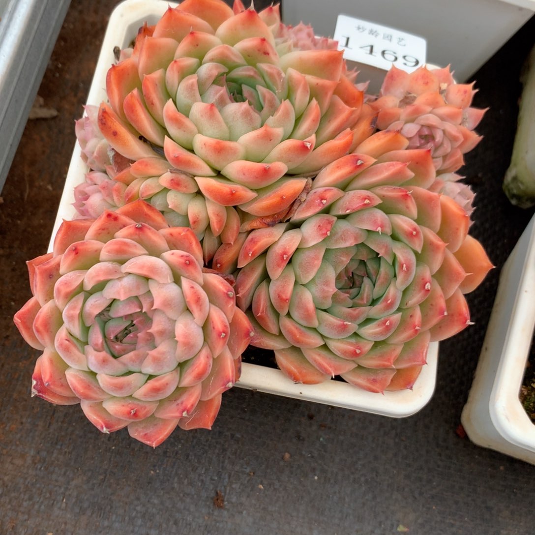 1469杂交精品基地冠13