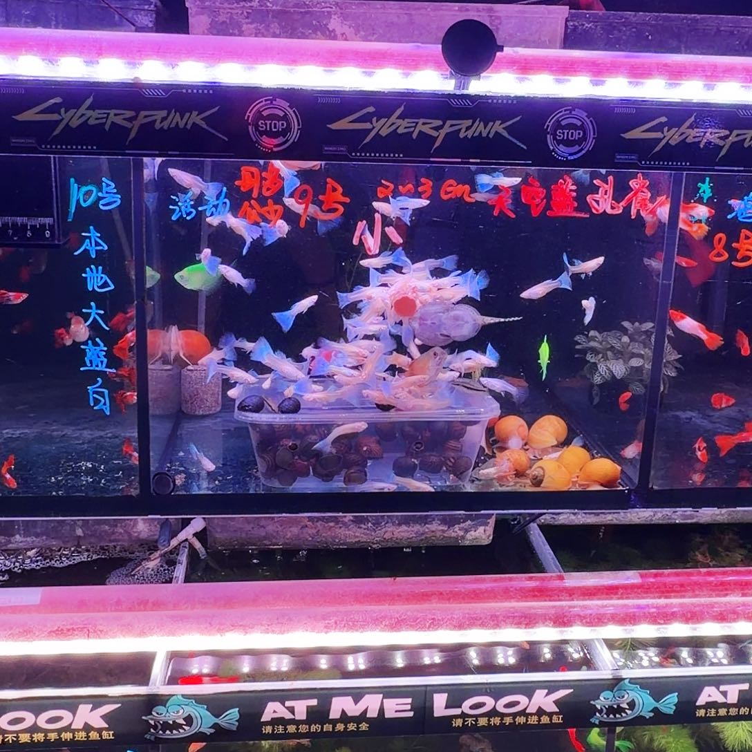 孔雀鱼小蓝白32条(20条送12条备损)