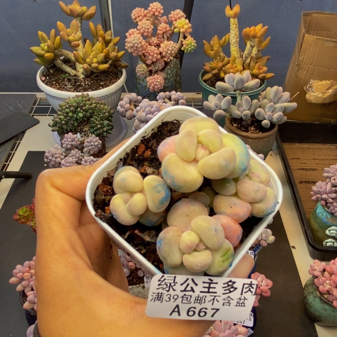 667萤火虫多肉5c m