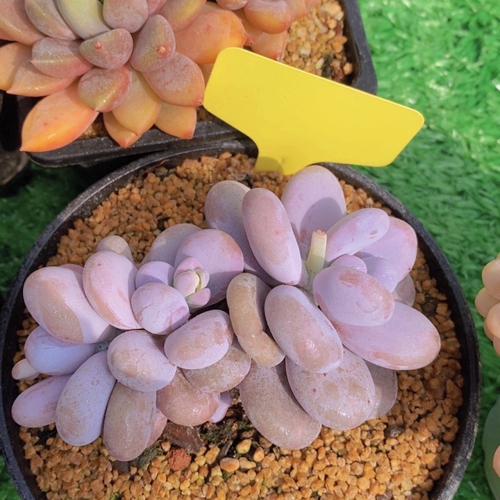 多肉植物，开心多肉