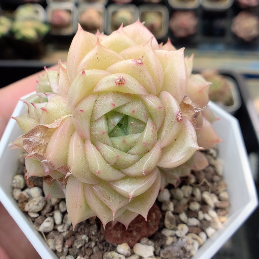 G99 ，20包邮两天凑单