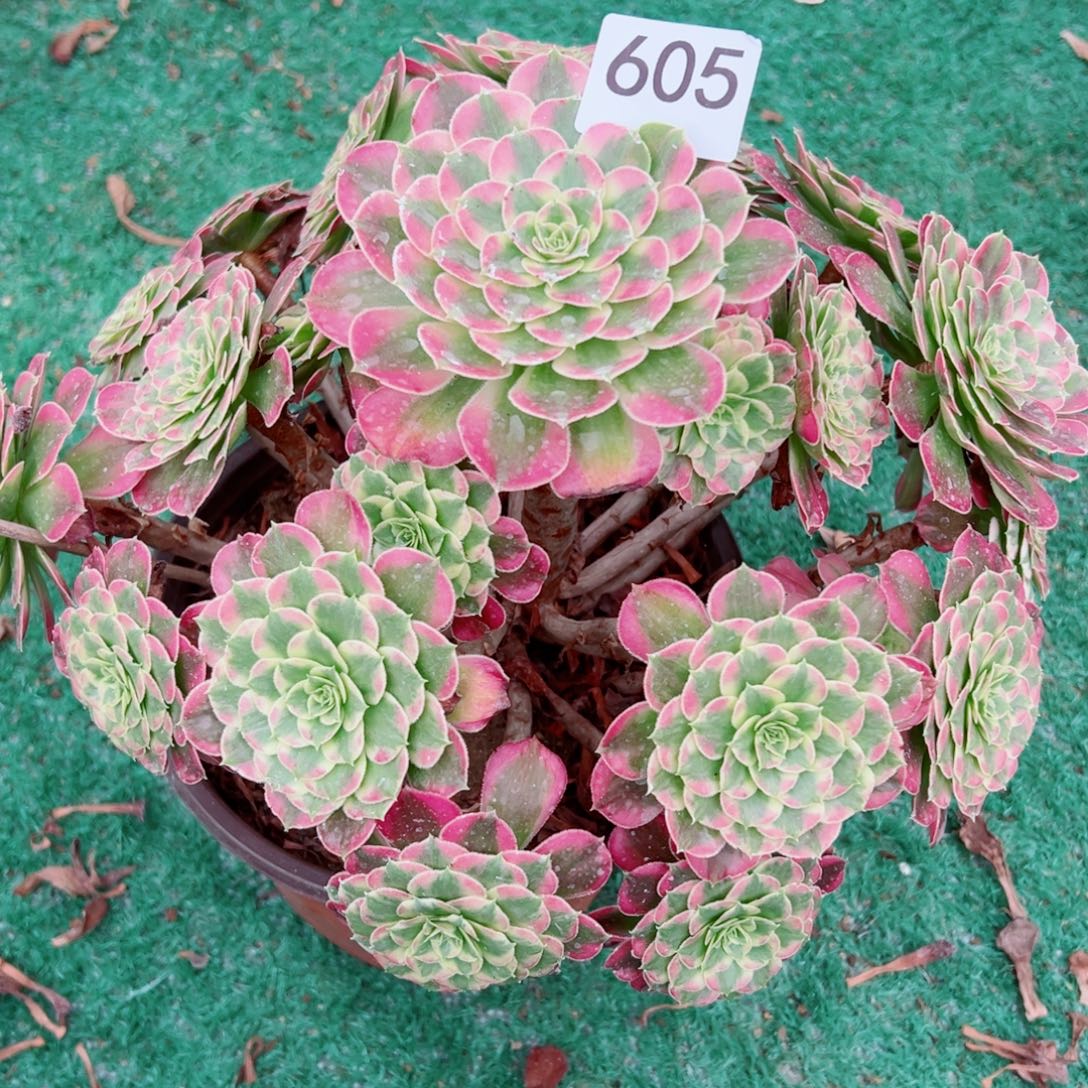 605绿体同花顺法师多肉植物