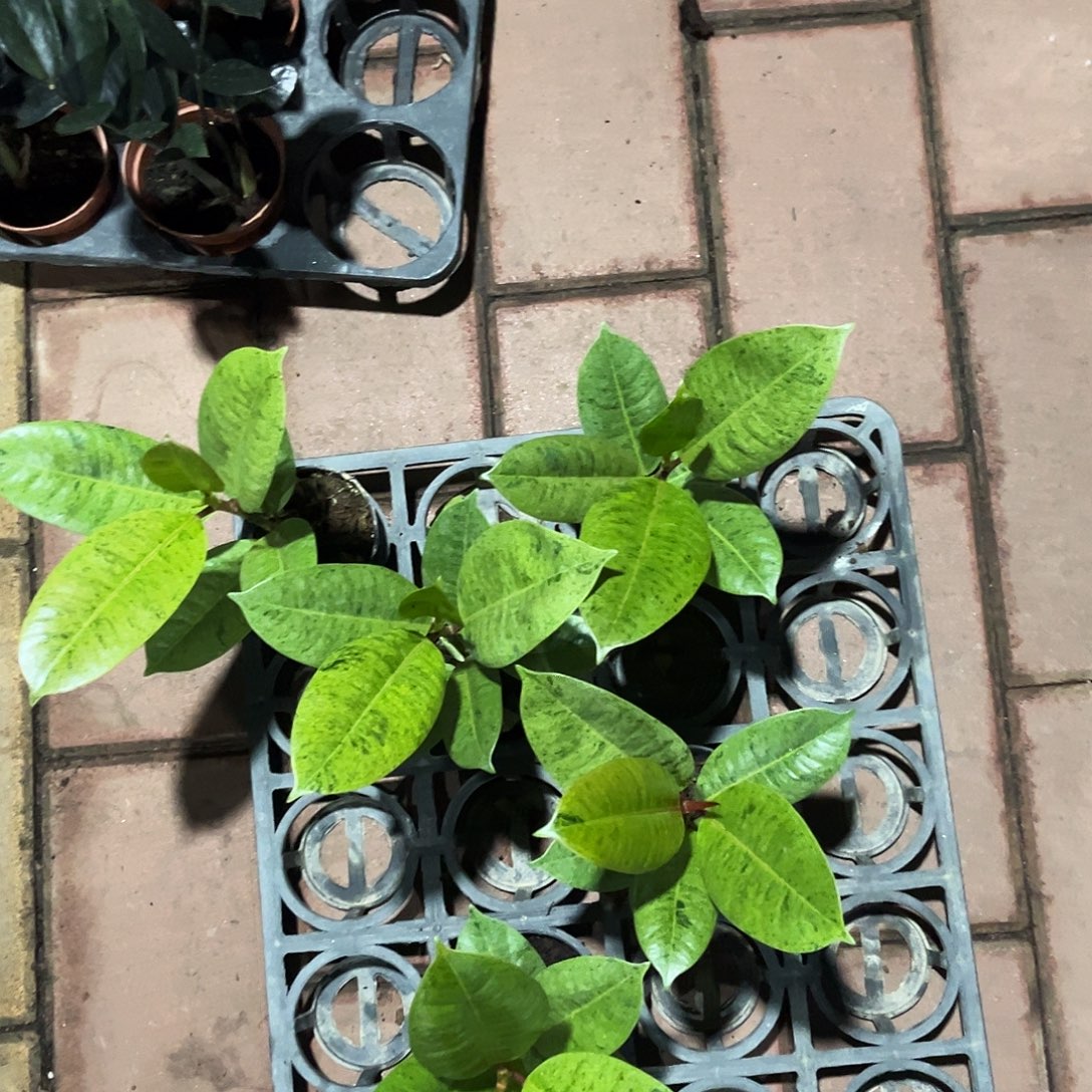 完全开放雀斑小姐