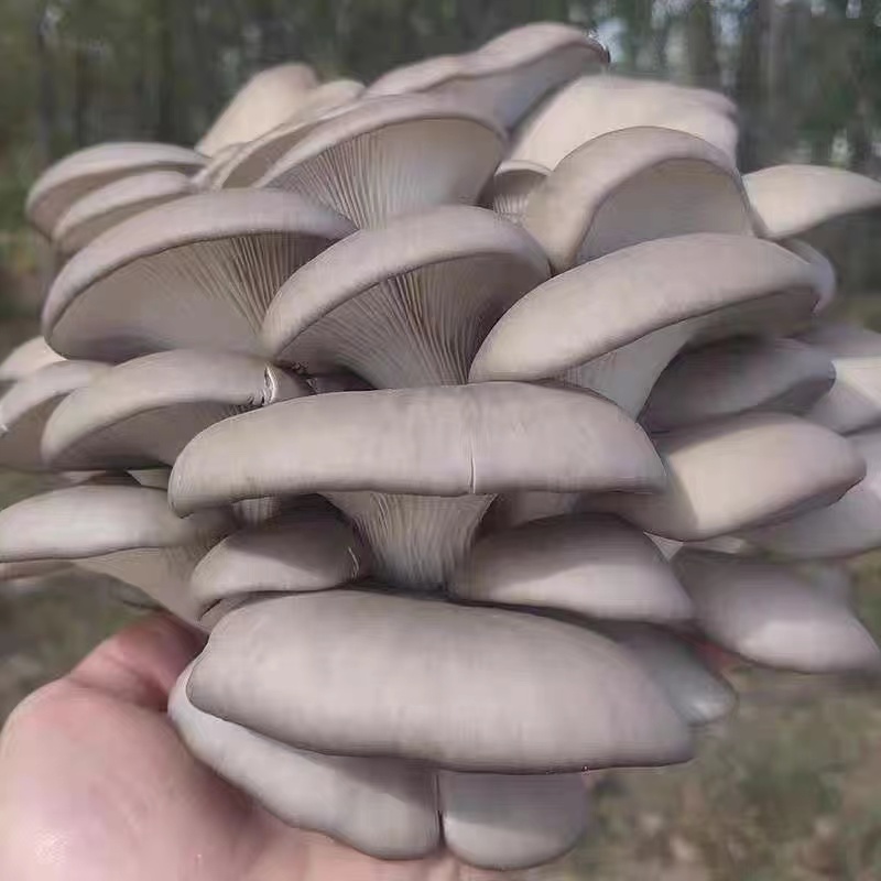 现摘平菇肉厚农家种植食用菌1斤左右