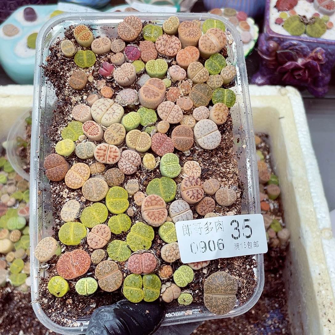 生石花18包邮0906-35