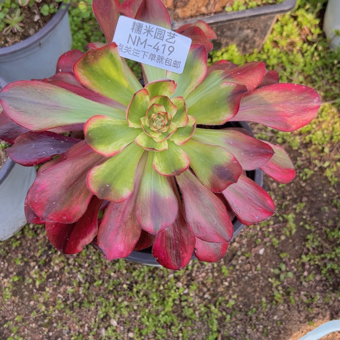巫毒白多肉植物419