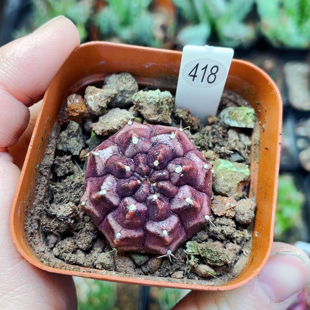 非偏远地区25包邮仙人球