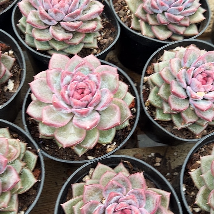    紫雪       福利多多