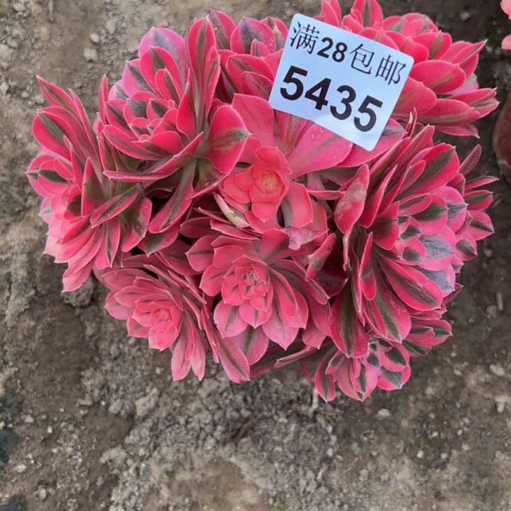 5435女巫多肉植物