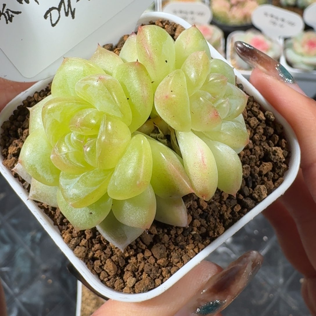 1120-020-晴岚四双头