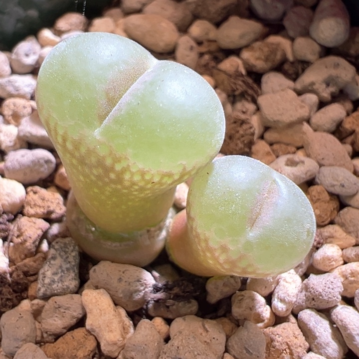 38。 优选纽扣窗安格尼斯之眼