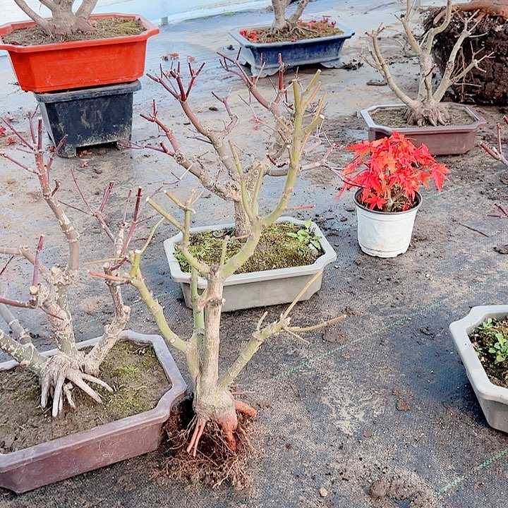 用***8无花朵枫树……枫树