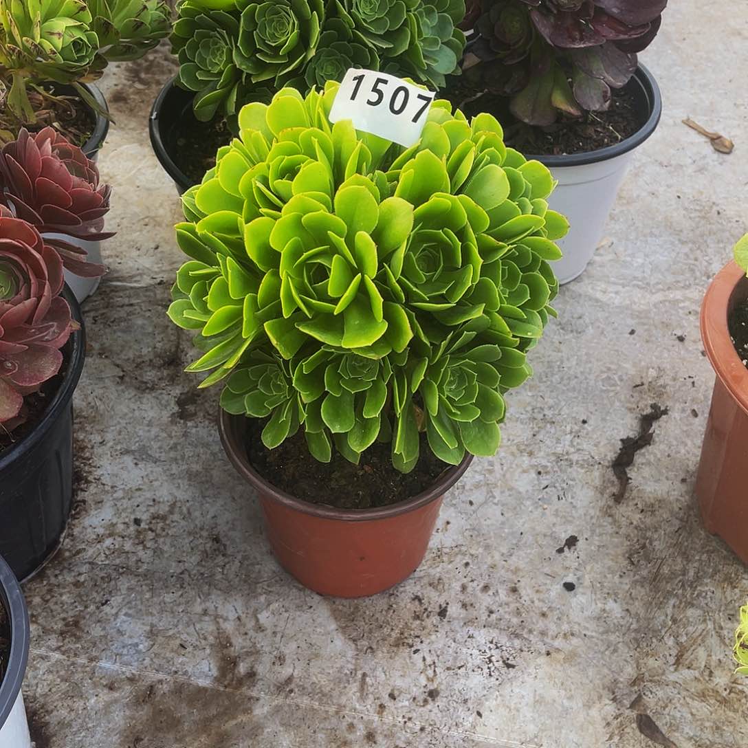 杨*娜绿玫瑰1507法师福利