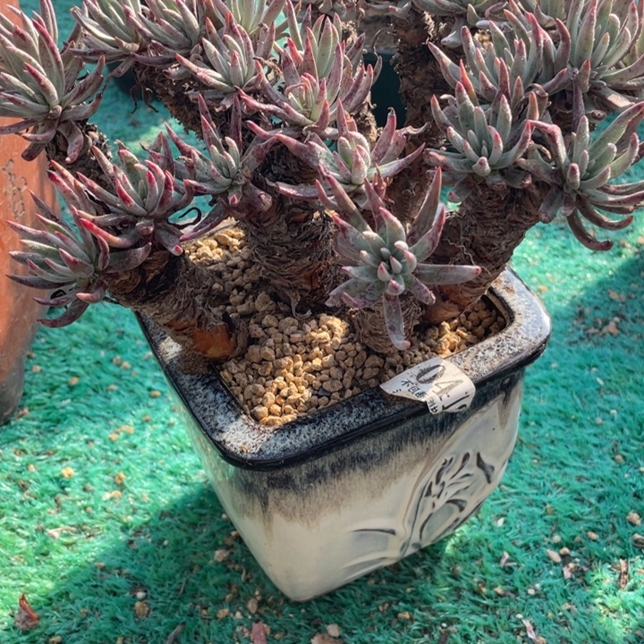 41号维思辛达有断枝山东多肉