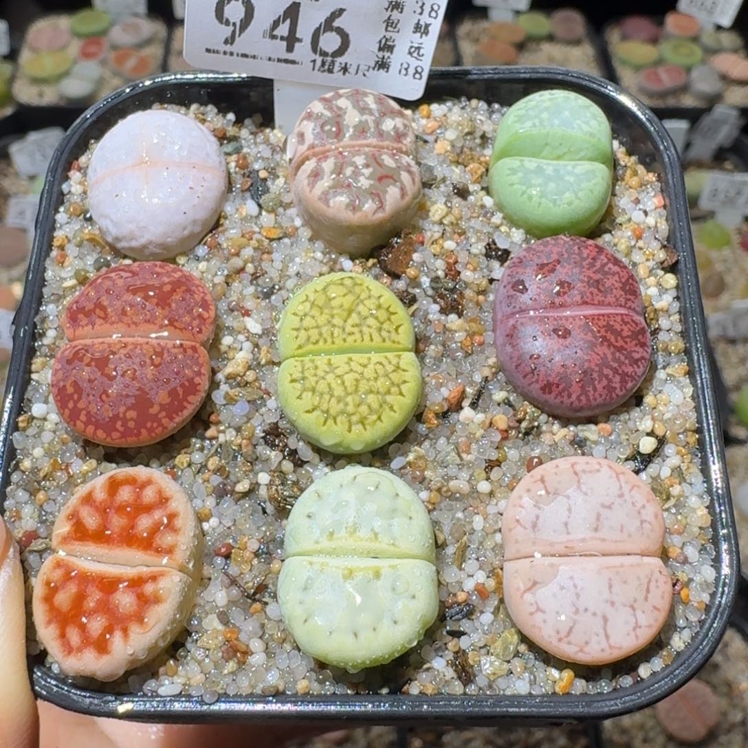 Sss精品便宜出946