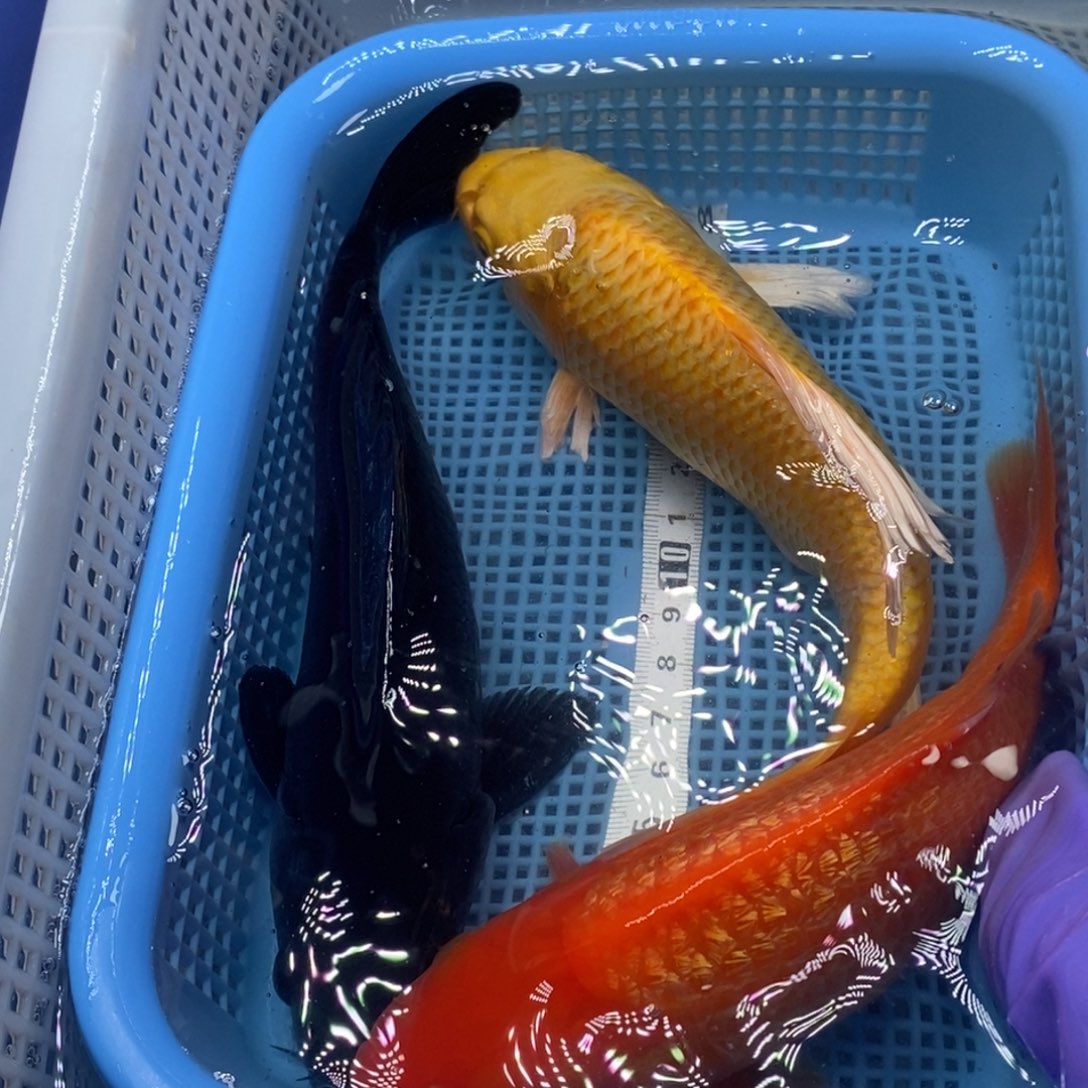 锦鲤冷水锦鲤包邮