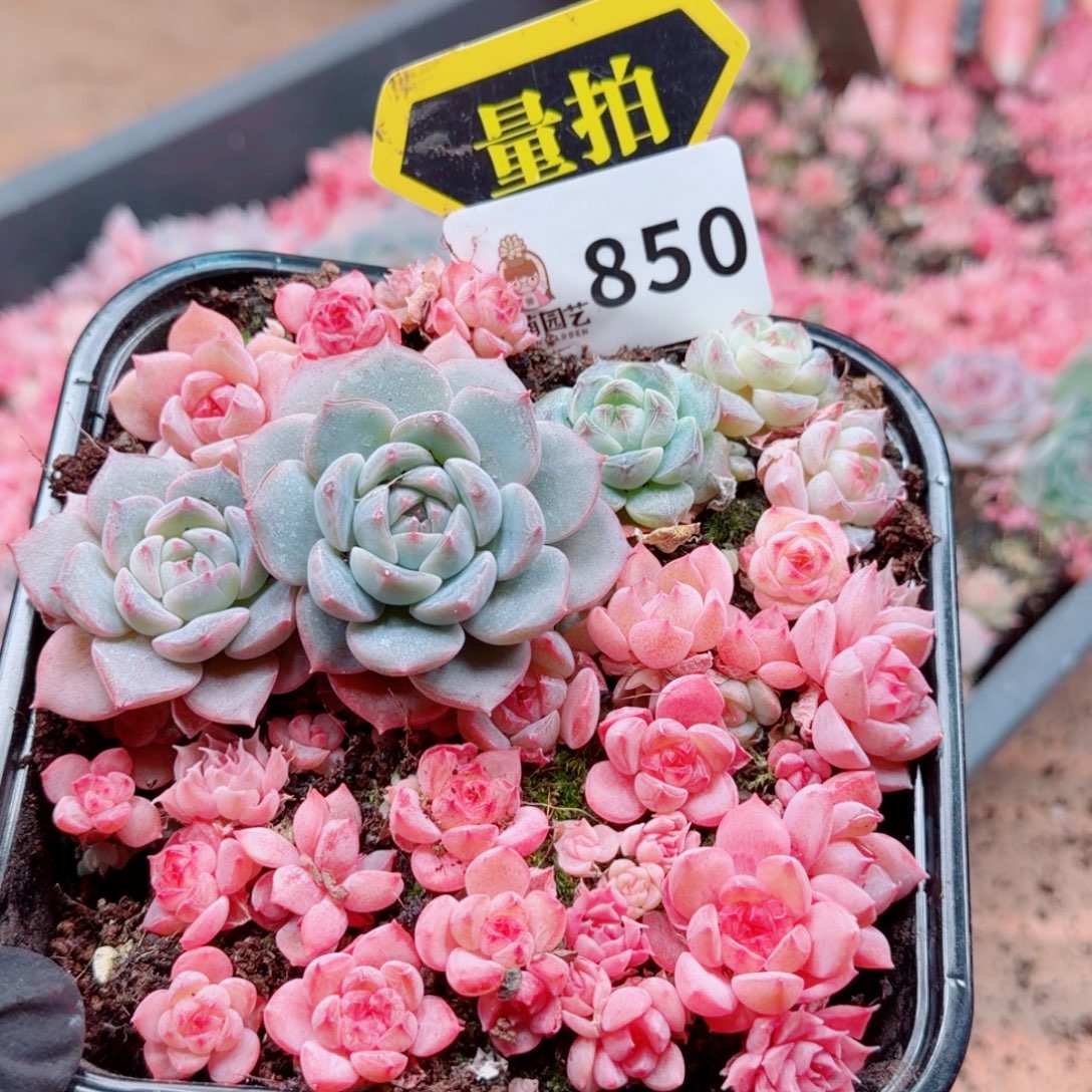 多肉植物多肉植物