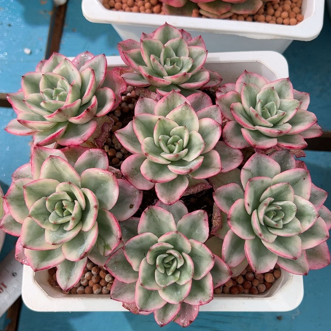 香槟锦手捧群，多肉植物