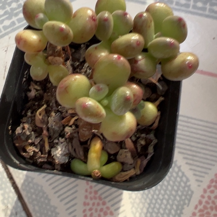 三日月奶酪多肉植物两