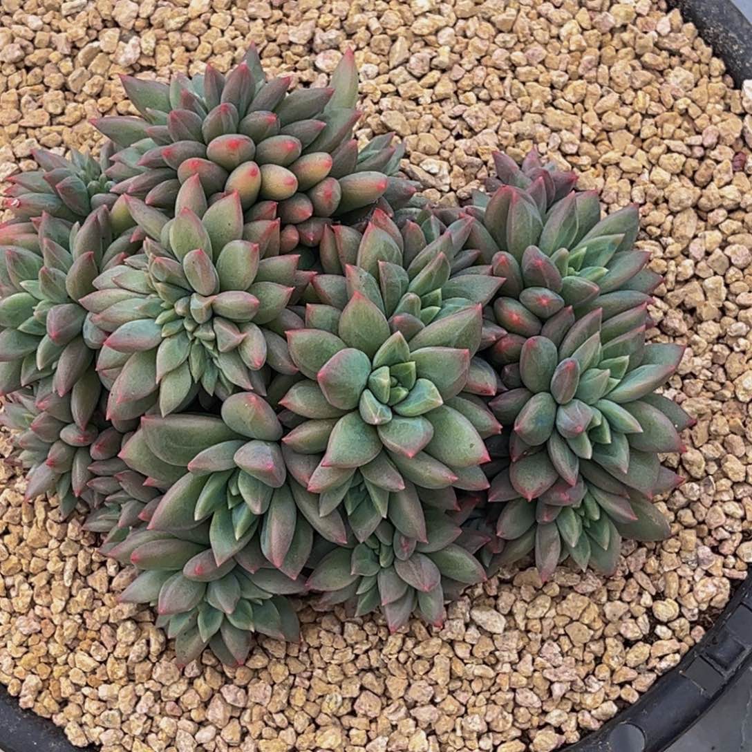 3025号上午多肉植物群生多肉植物