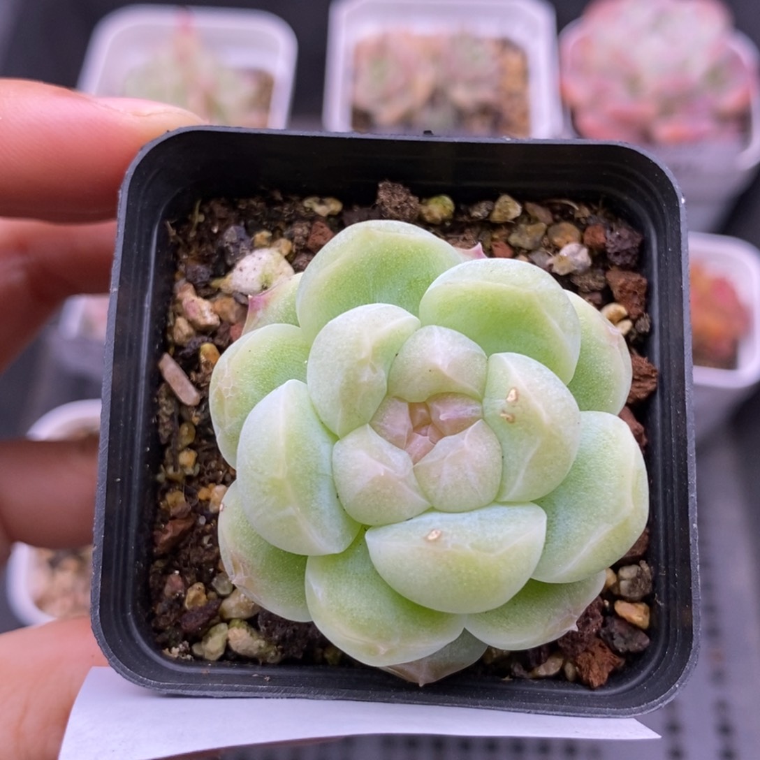 【闪购商品】22-197蜡像