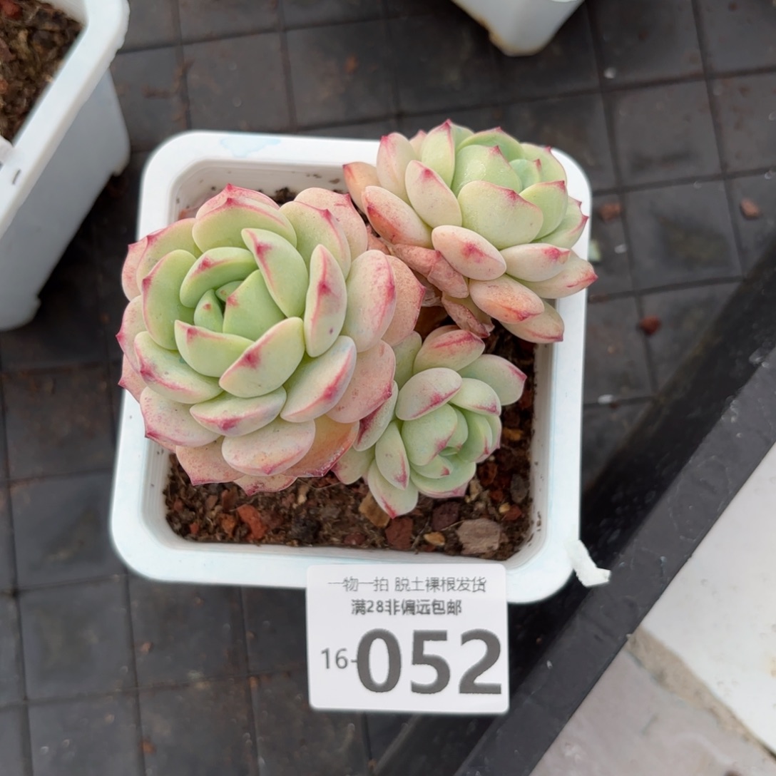 香草老桩多肉多肉多肉