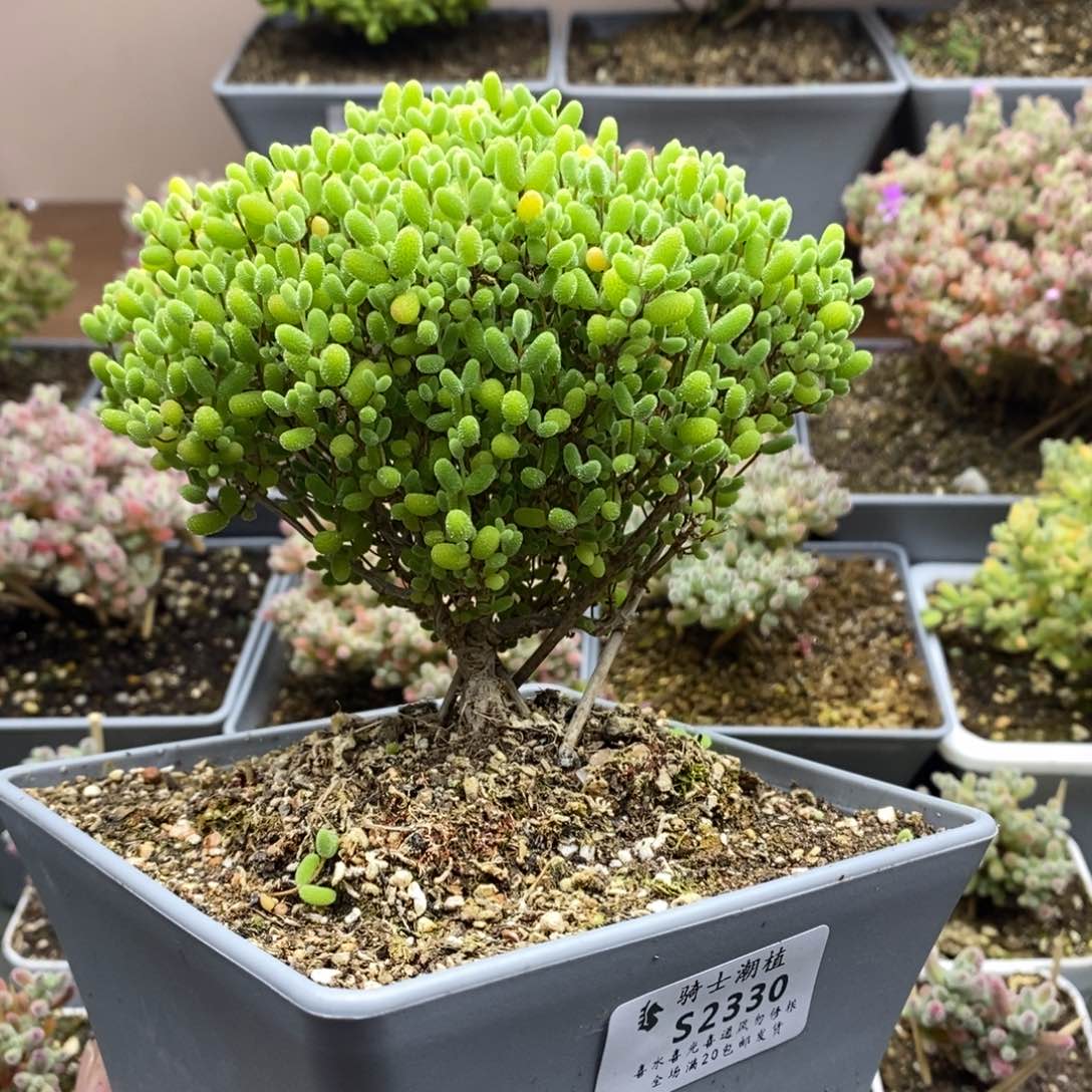 2330蜜橘糖球枝干