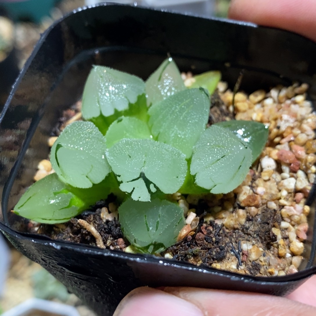 冰鸾玉一颗 开播福利