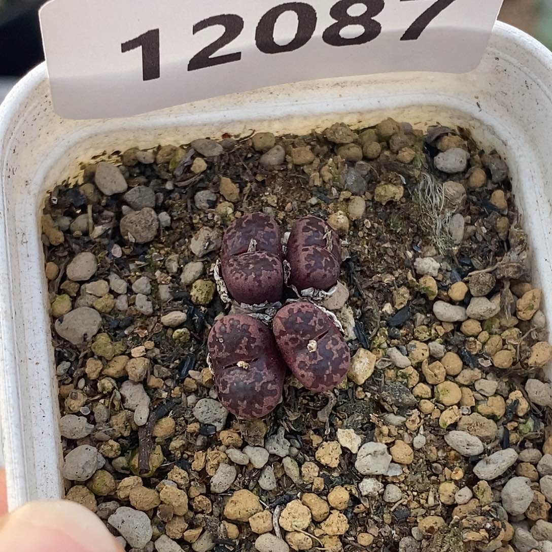 12087-马克李子特。      