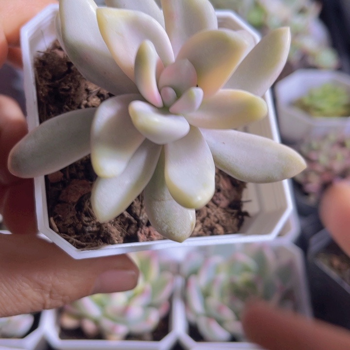 东美人锦多肉植物506